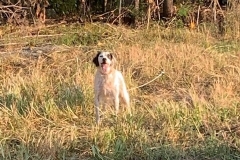 Quail Point Preserve - Bird Hunting in Winchester, KY