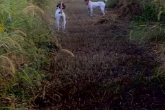 Quail Point Preserve - Bird Hunting in Winchester, KY