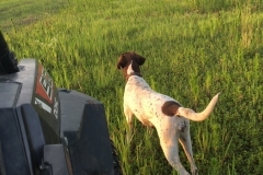 Quail Point Preserve - Bird Hunting in Winchester, KY